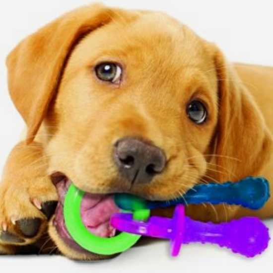 Nylabone Flexible Puppy Teething Pacifier